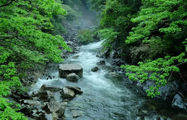 Die grüne Insel Yakushima erkunden